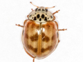 Harmonia quadripunctata